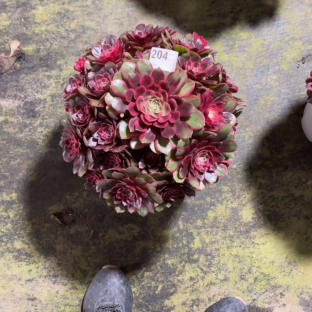 老***.204克拉恋人多肉法师