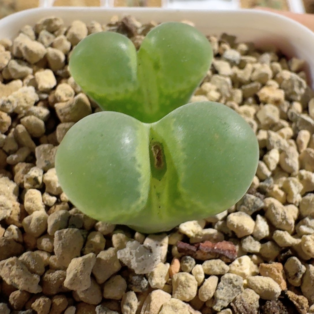 脱土发货............