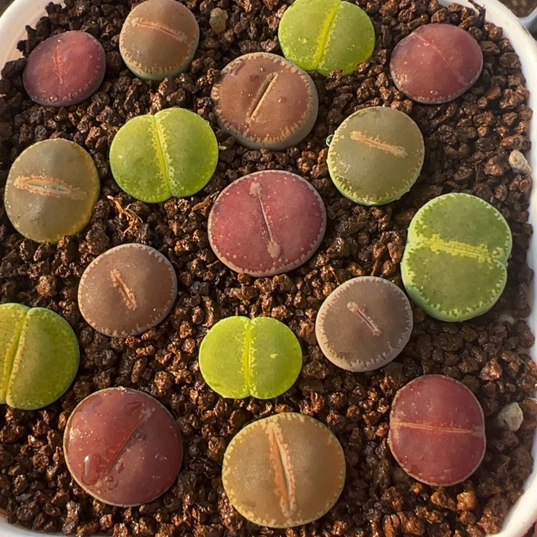 Ko组合带盆多肉百科