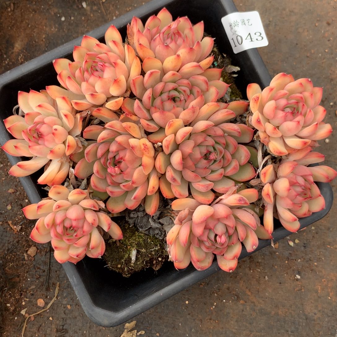 1043杂交精品基地18厘米