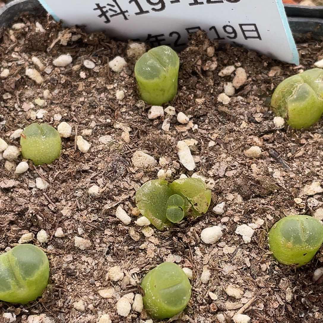 19-125风铃多肉植物