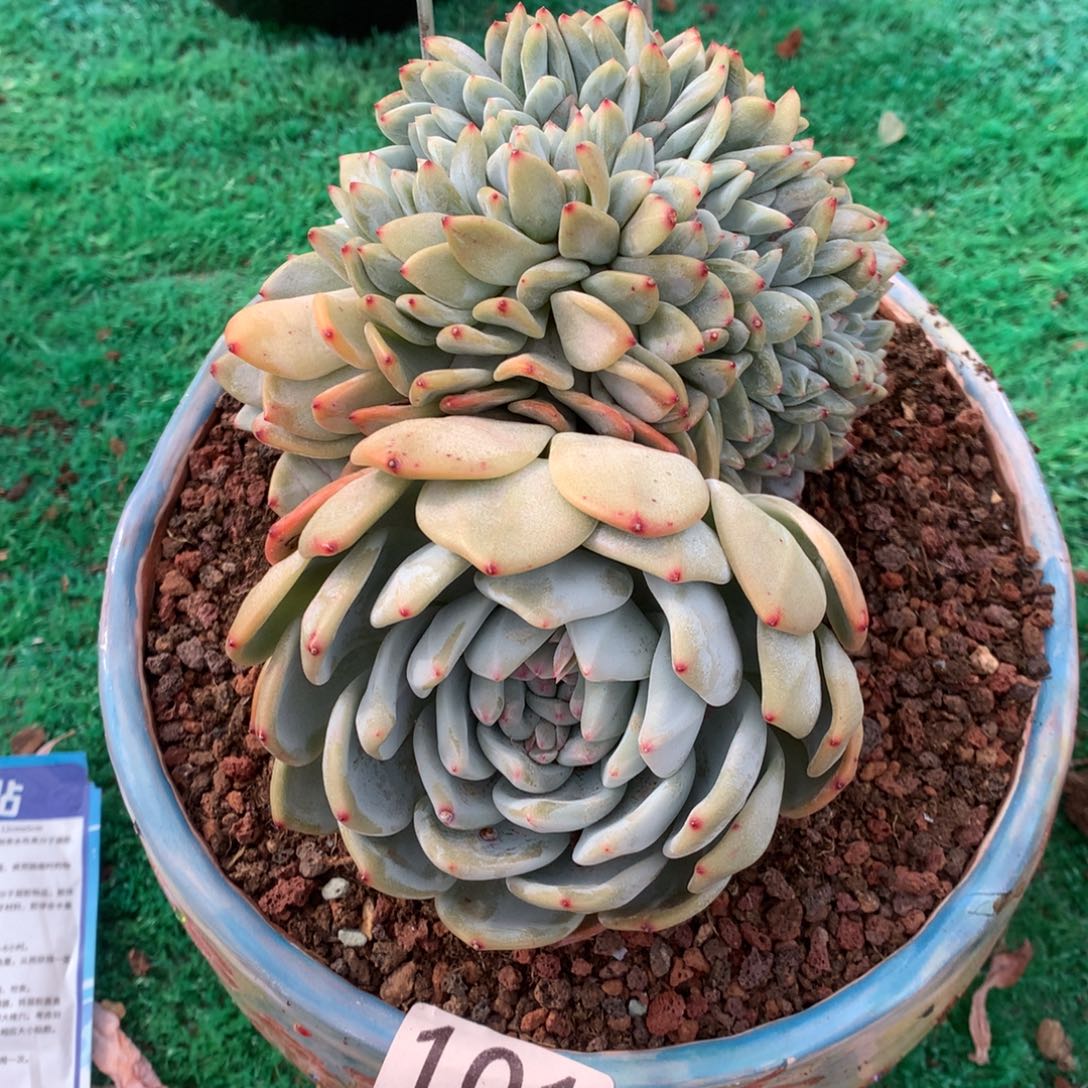 101橙子缀化多肉植物