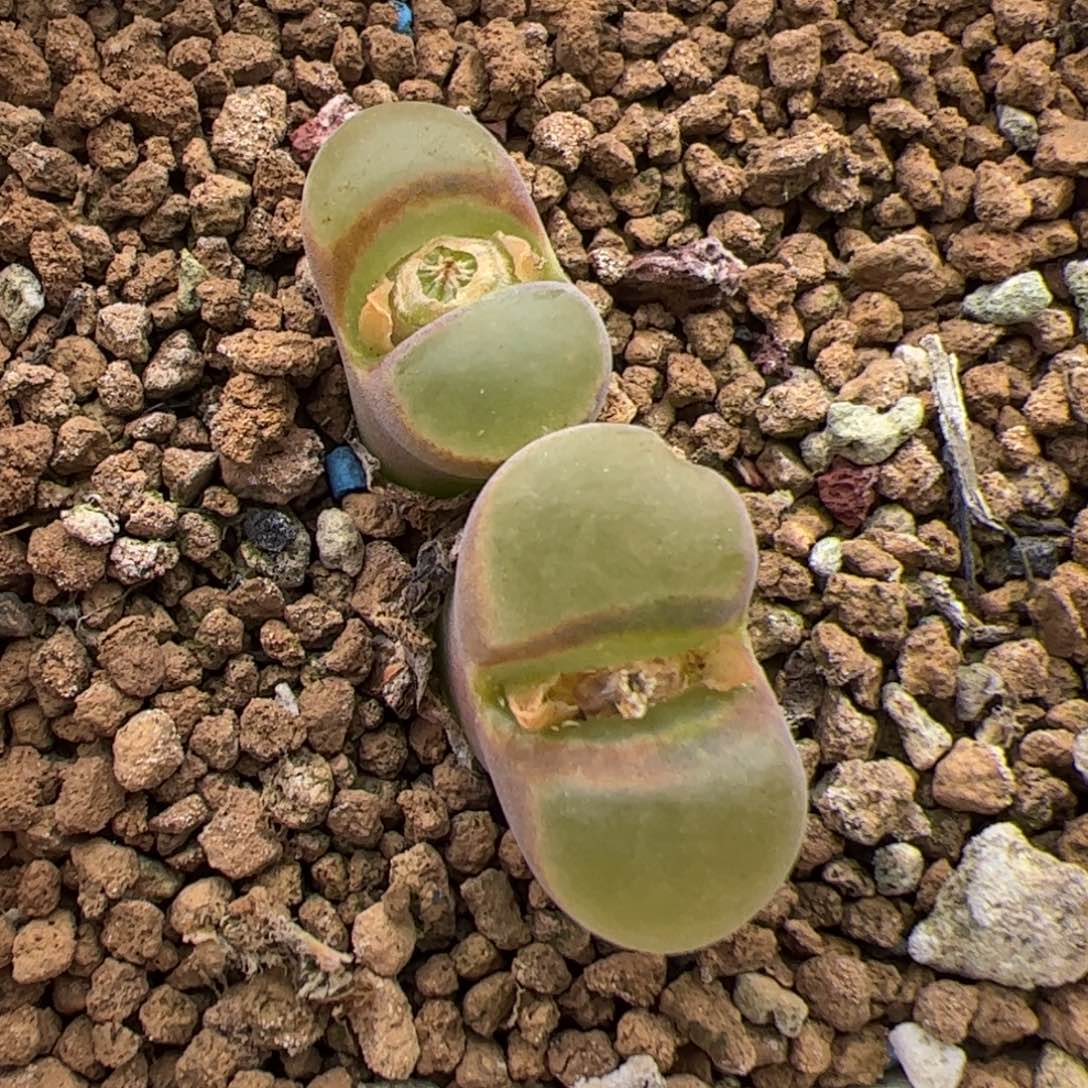 0353号风铃 多肉植物