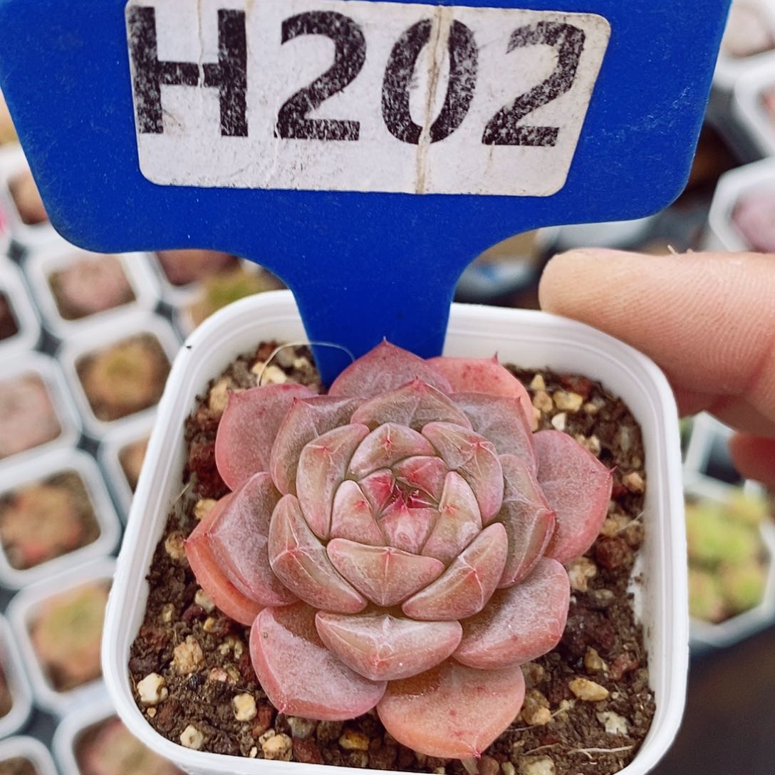 新品4cm多肉植物