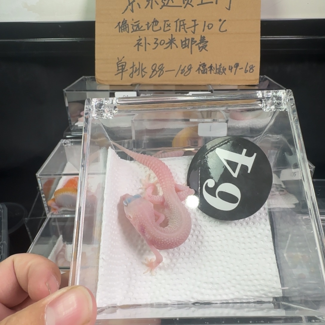 豹纹守宫超级雪花红眼暴龙