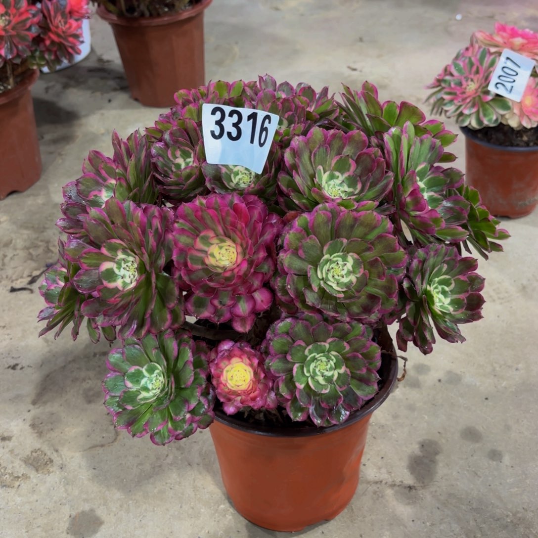 山***x无花朵3316季月11111111