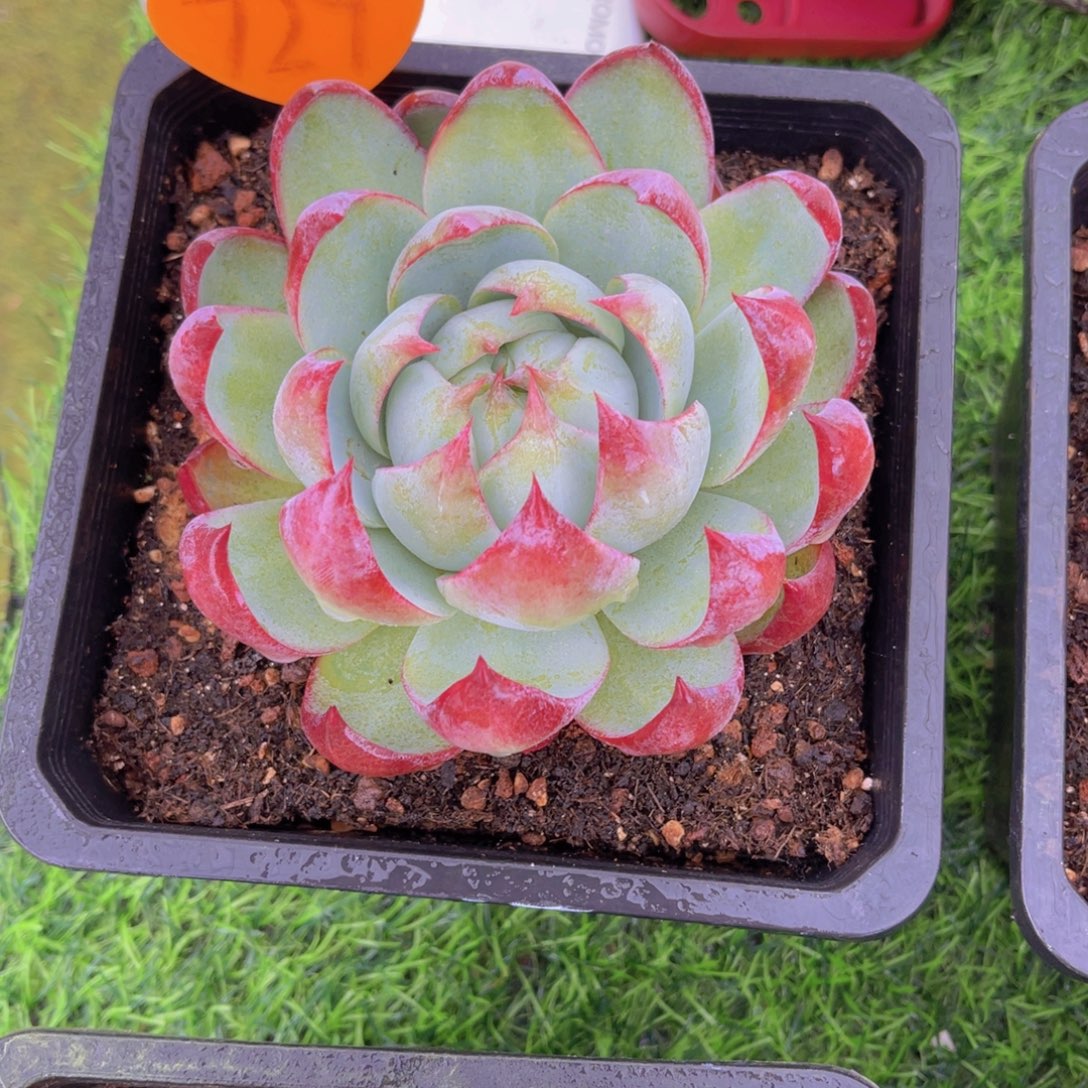 棉***糖729号多肉植物一物一拍