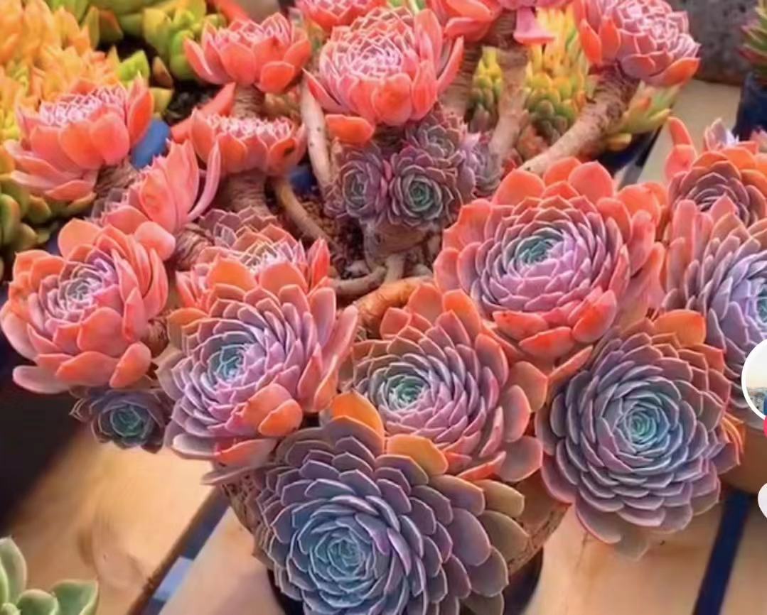 老桩盆栽多肉植物适合阳台办公室庭院美观好养活