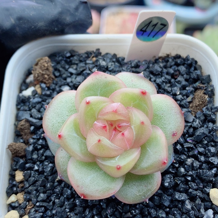 珍妮58包邮  群生不包整417