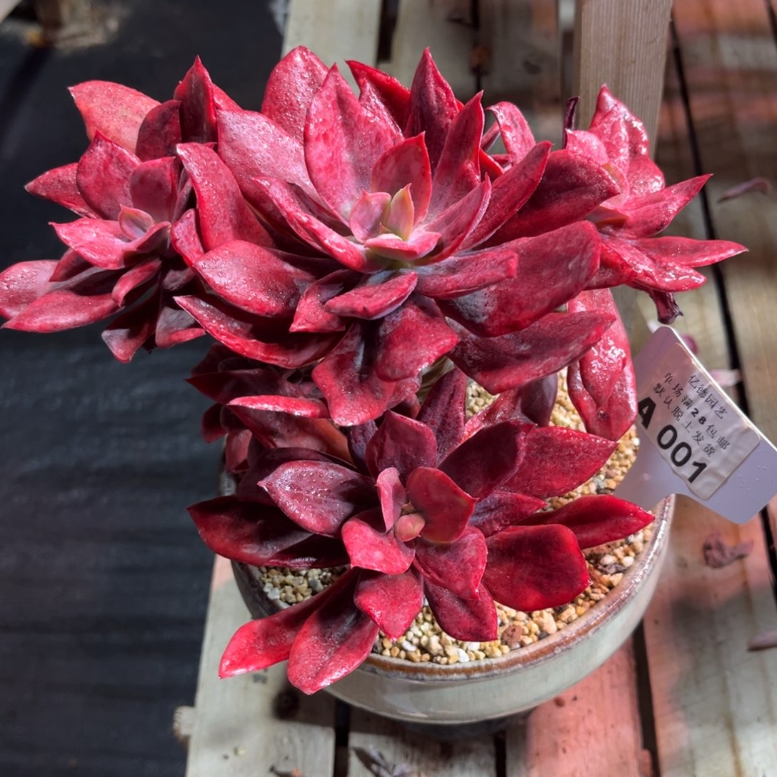 钻石锦shilvjingjun