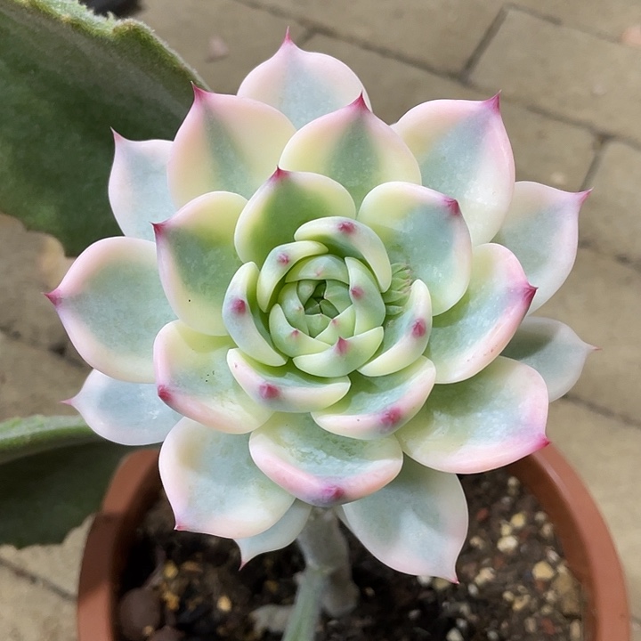 吉娃娃宽锦一物一拍