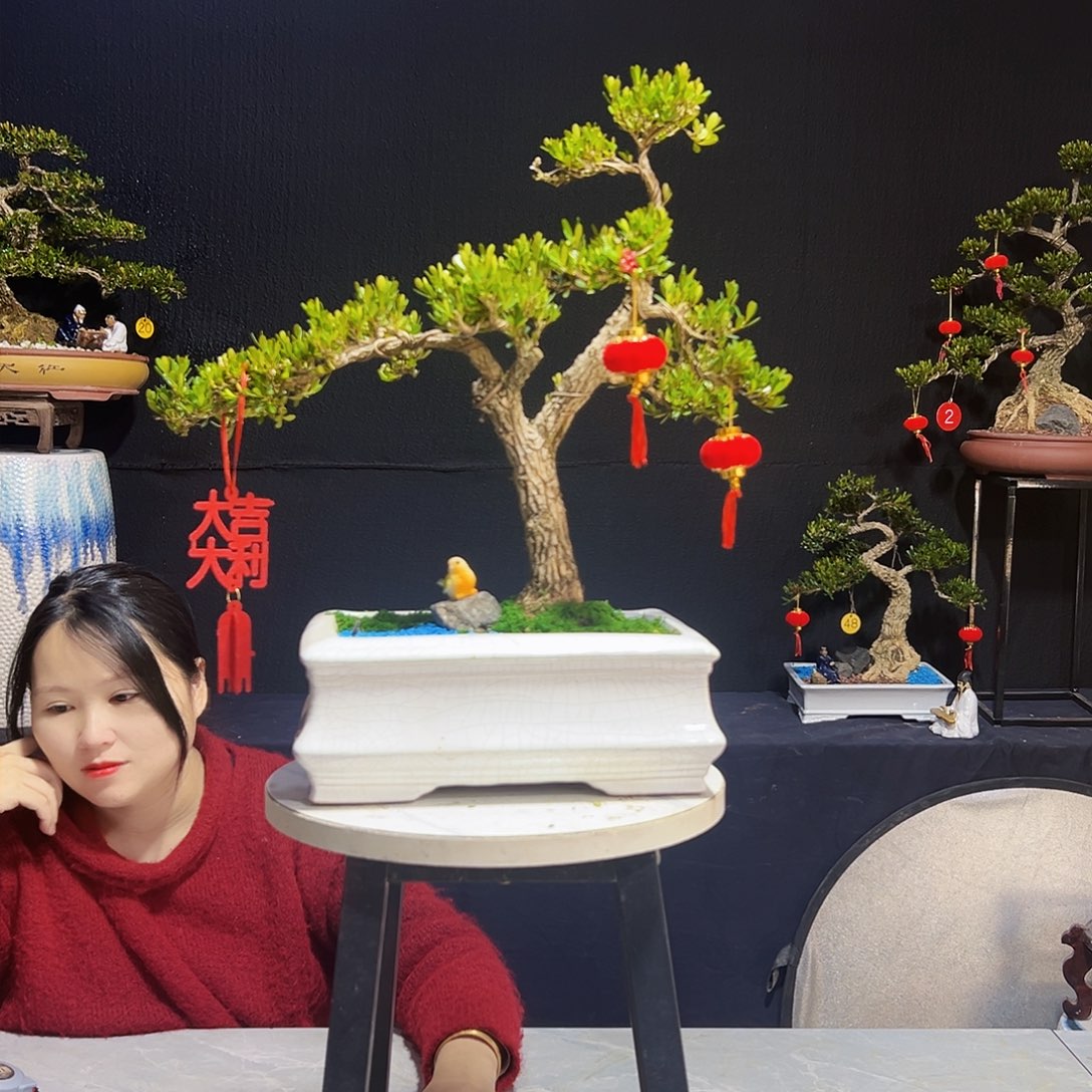 广东黄杨木盆景皱皮黄杨木