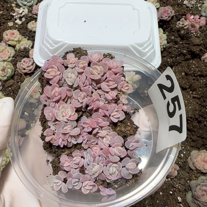 阿***。257号tt03号种播苗一盒