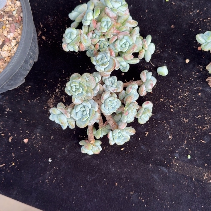 ****佐两颗一起的一物一拍的