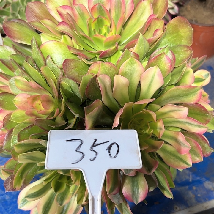 多肉植物亚点哪法师