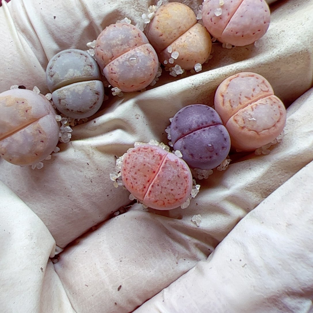 l***f114优秀的肉肉68