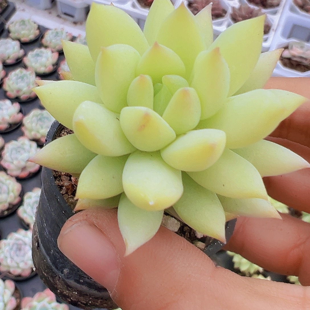 5厘米盆镜玉2颗多肉