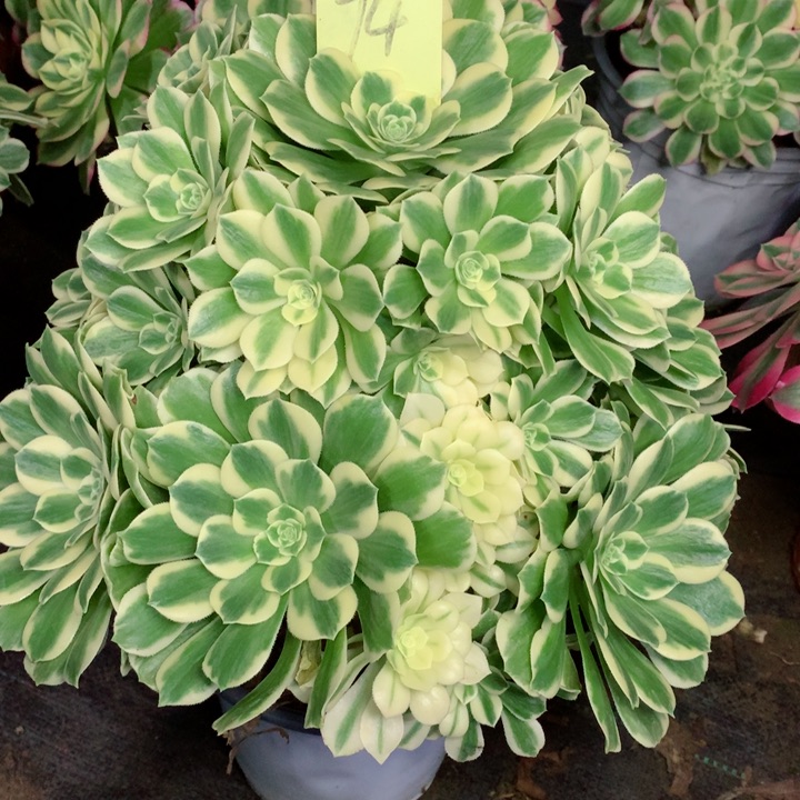 憾*者74迈巴赫多肉111111