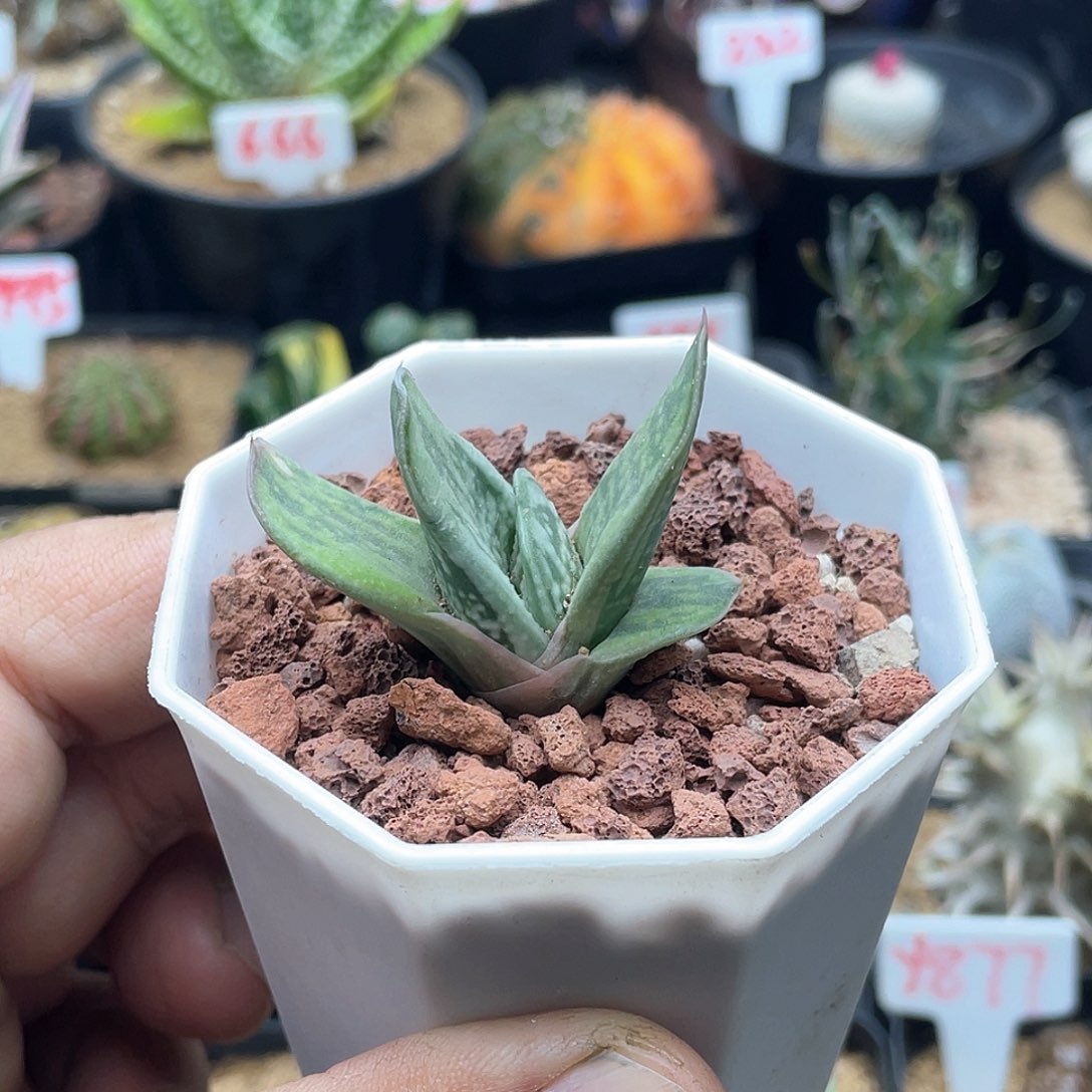 实生丸叶绿冰卧牛