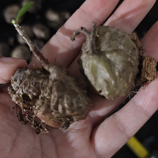一颗价，奇异植物！