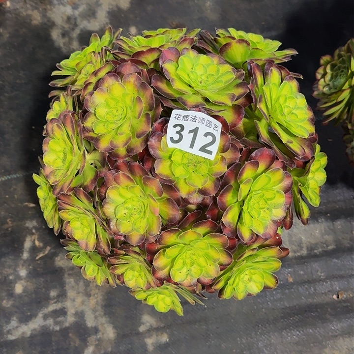 红陶韶华312000000