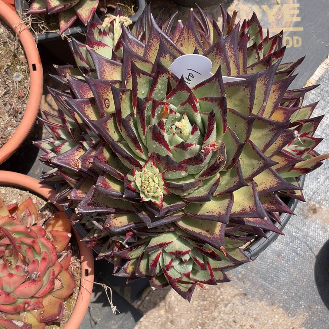 老*若如东云组拍1001