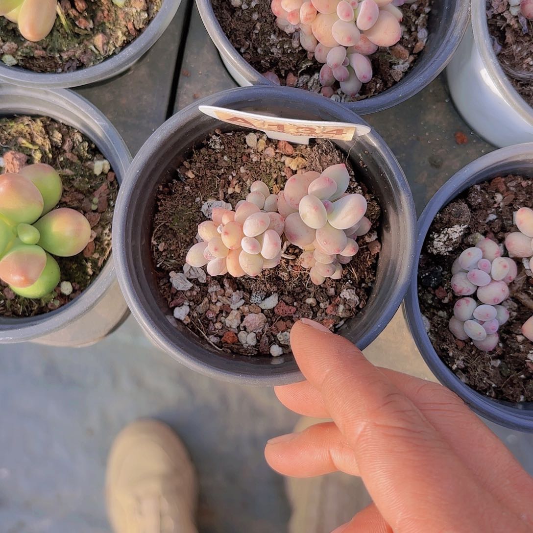 A134四代拼过奶一物一拍多肉