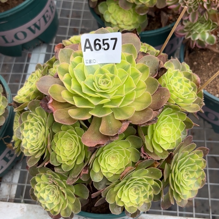 657雨荷23厘米左右半木质