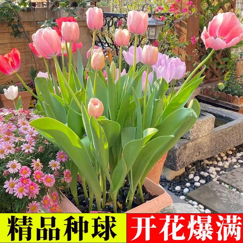 水培郁金香郁金香种球盆栽成活带芽阳台种植开花种子四季多年生