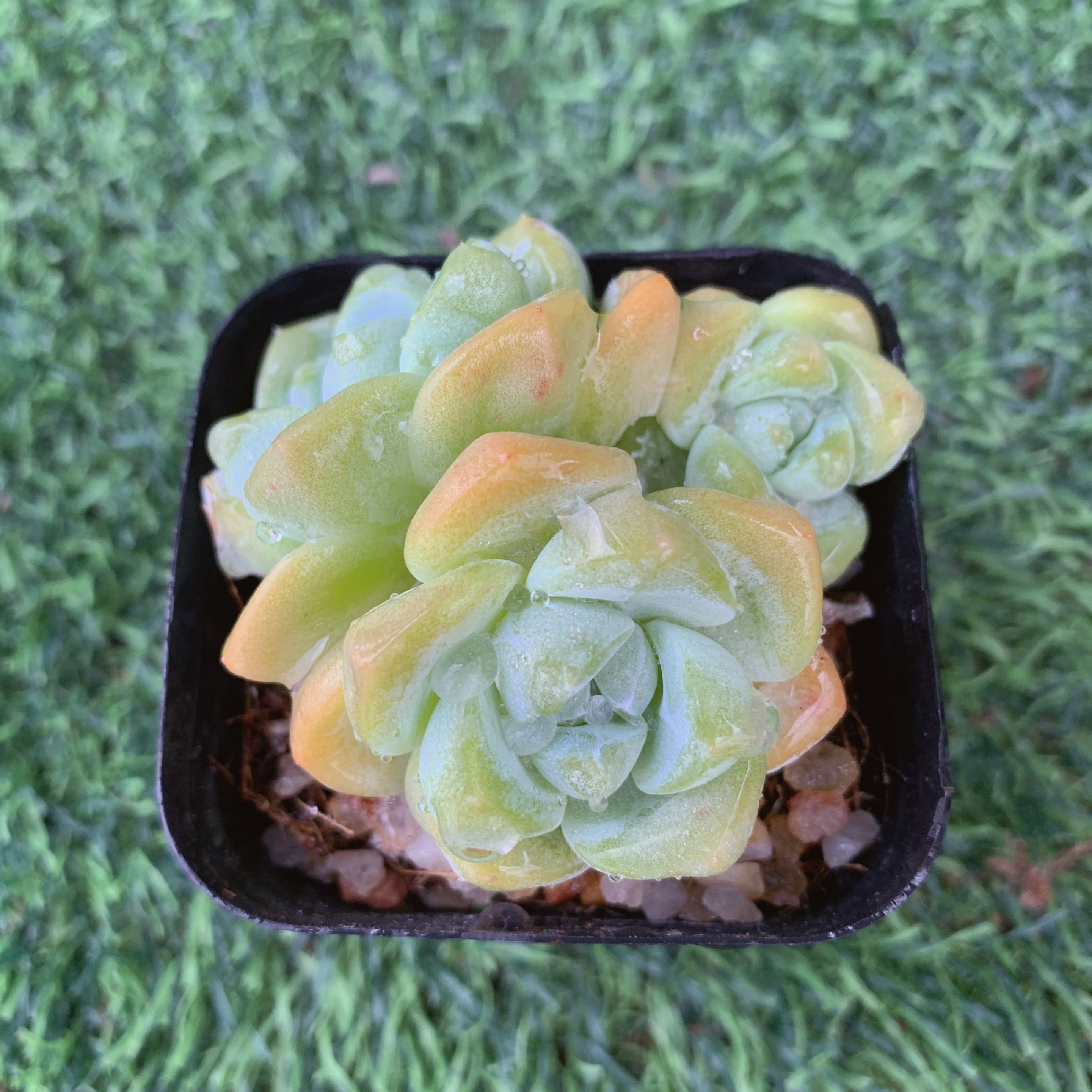 冰玉群3-5CM【花界草堂】精品多肉阳台盆栽新手易养一单包邮