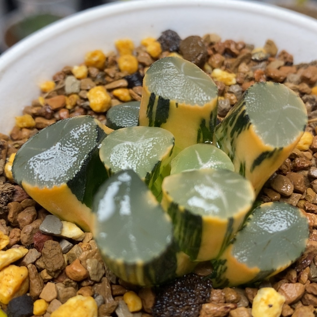 203实生万象锦一物一拍
