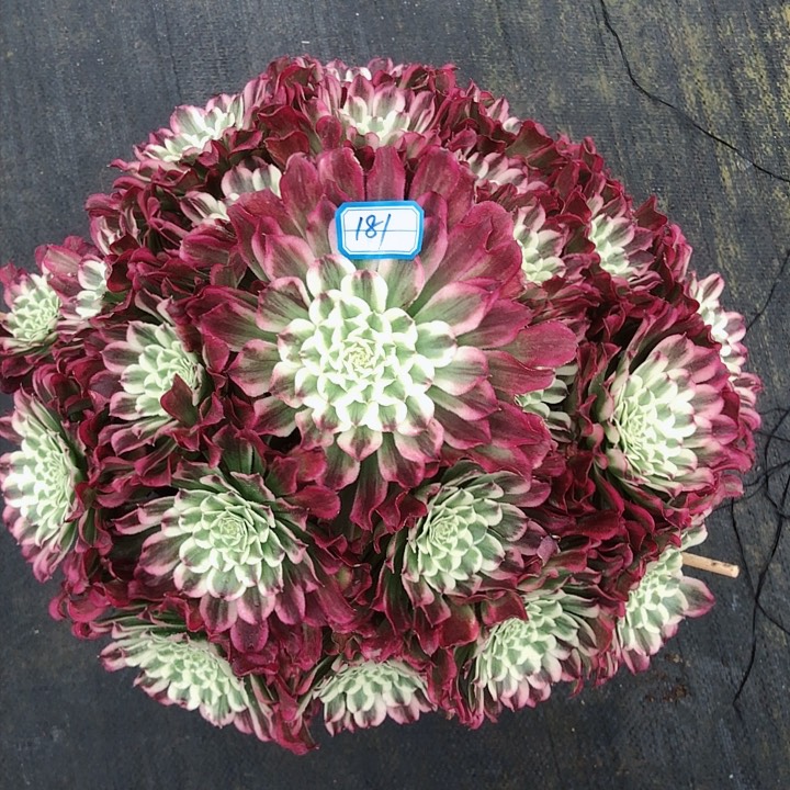 181水木年华多肉