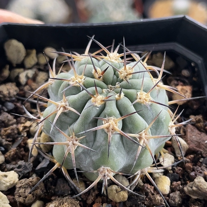 阿寒玉实生仙人球