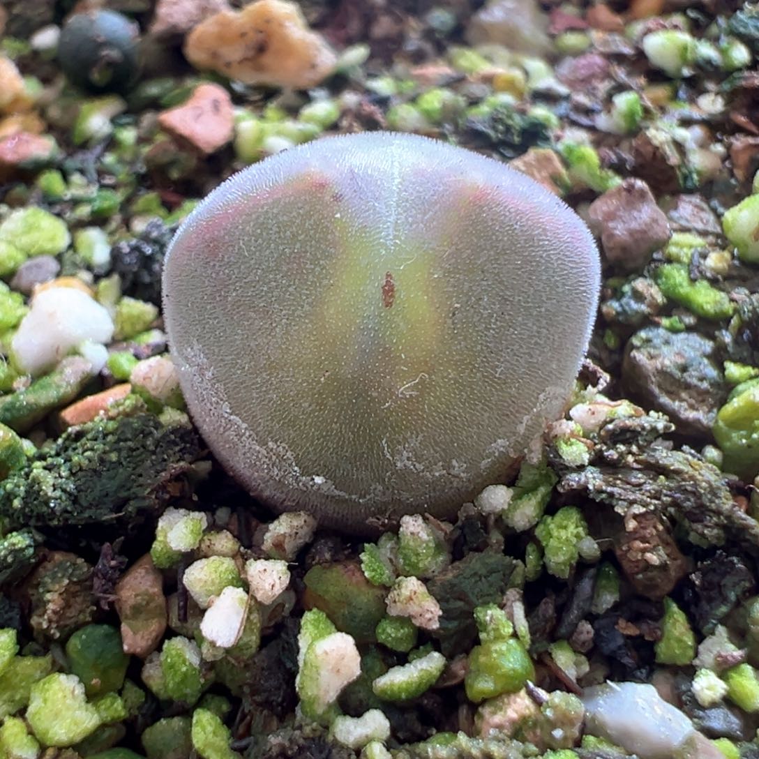 407。青蛙优选大眼空蝉 两年半