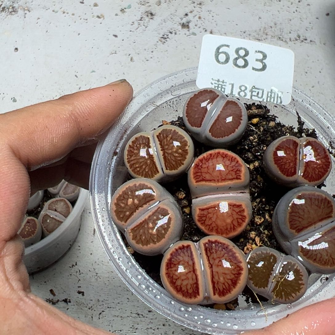 【闪购商品】 683。    