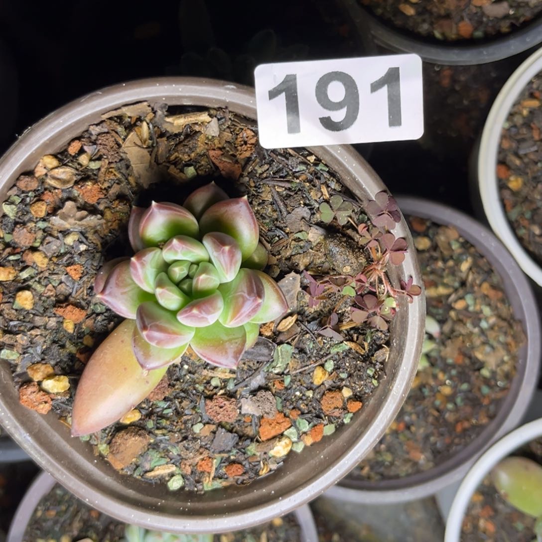 袁*多肉植物美人杂191