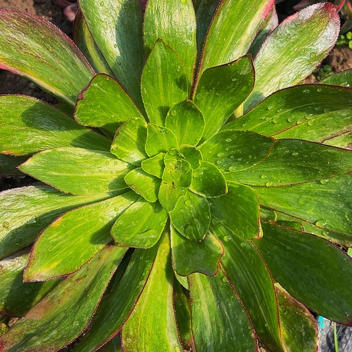 2563魅影七彩多肉植物