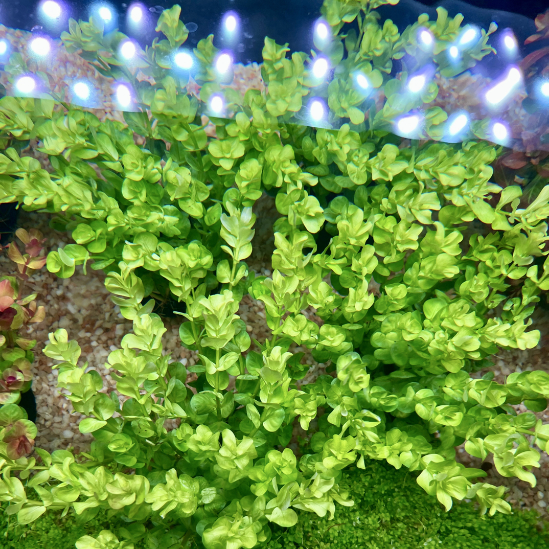 绿宫廷水草鱼缸水草坨草