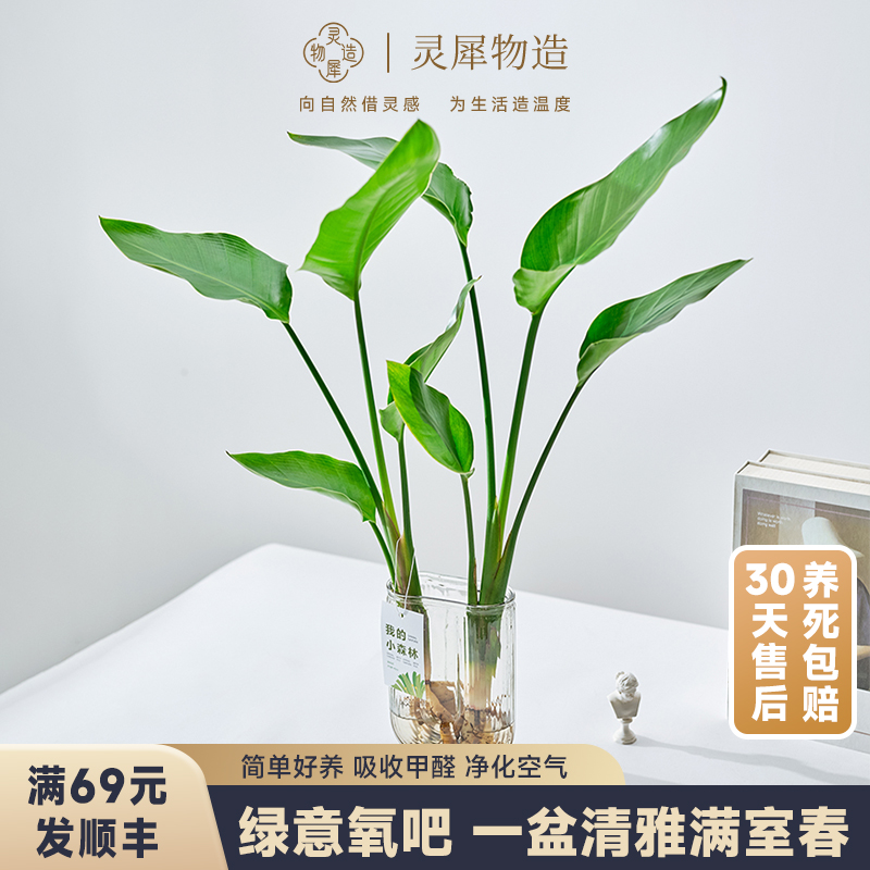 【灵犀物造】天堂鸟水培双株苗干净好养易活配瓶发货造型美观盆栽