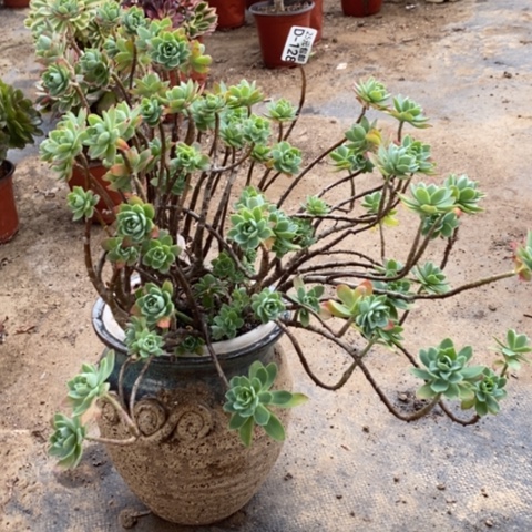 128薄化妆满25包邮多肉