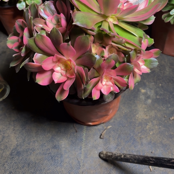 瑞妈，，，，，。508香妃，