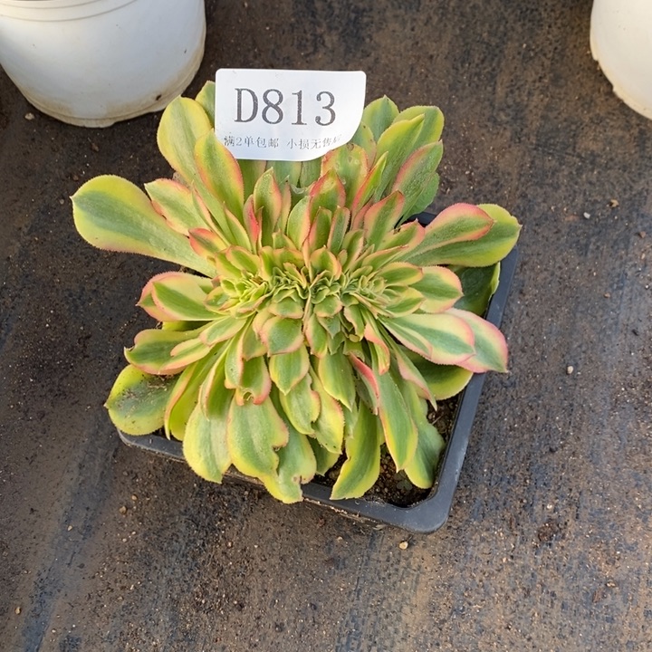 a***雪813红秀多肉缀化法师