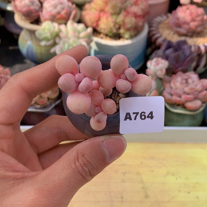 一物一拍满38包邮A764