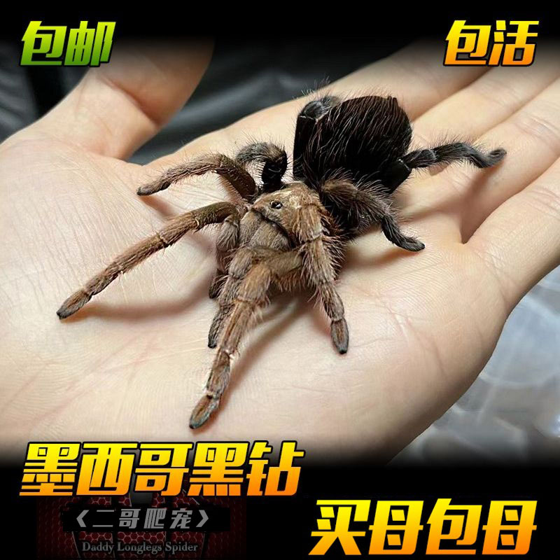 APH属墨西哥黑钻蜘蛛活体宠物长寿温顺收藏级品种好养爬宠