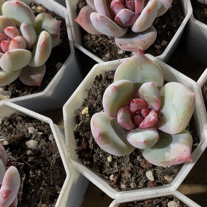 八角盆糖心雪天使