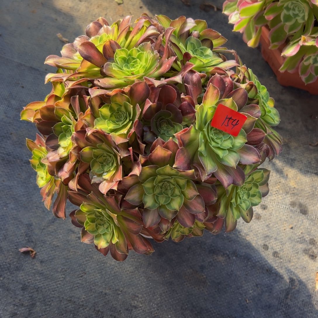 154炖肉植物发货韶华
