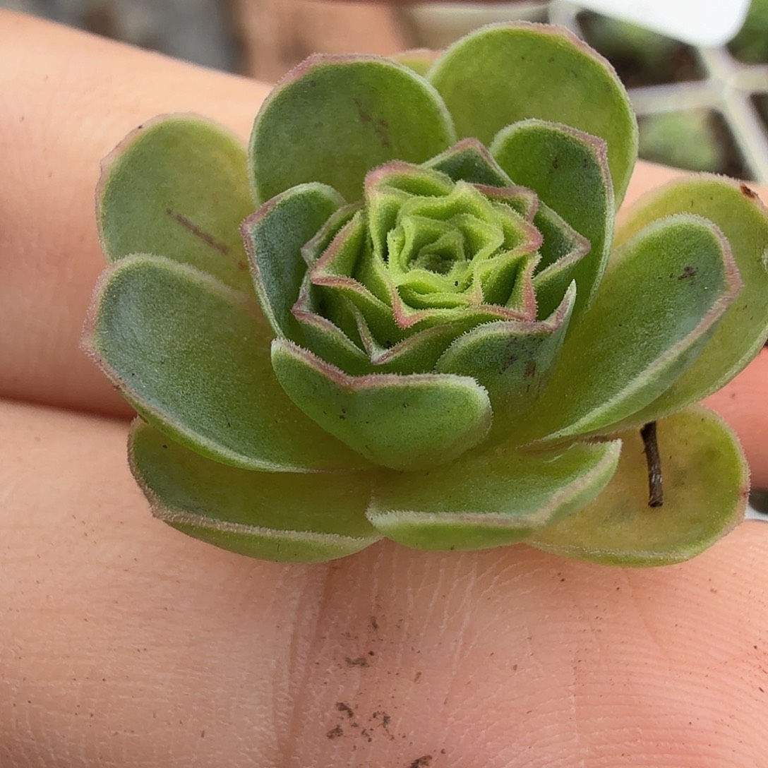 黑***白山地玫瑰。  173侧芽