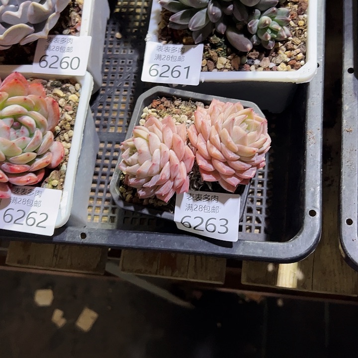 9号一***家我们，我在，我6263