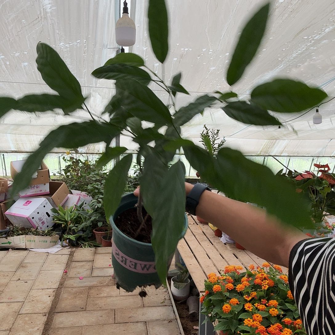 完全开放加仑盆垂丝茉莉一棵