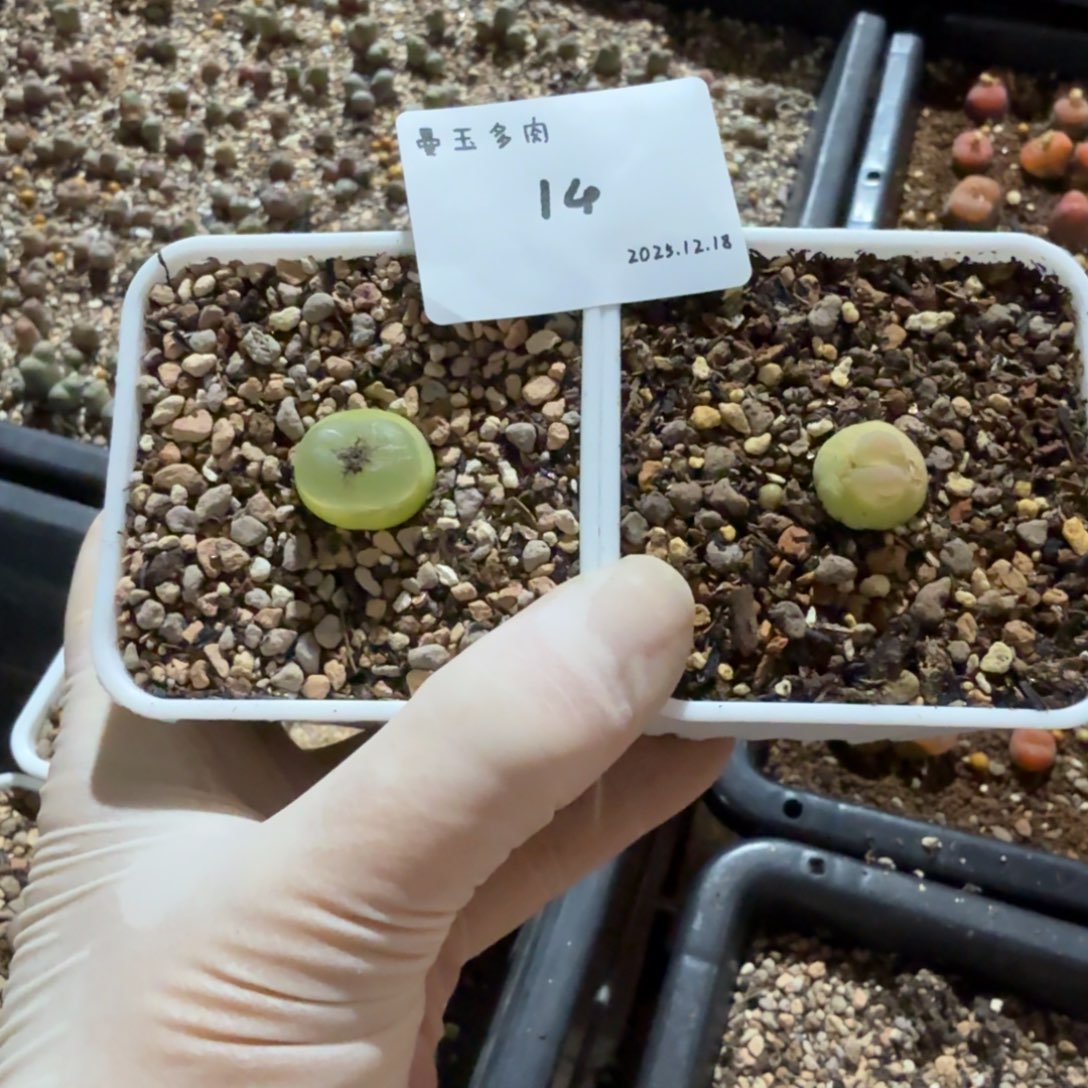 D***.多肉多肉多肉12.18-014